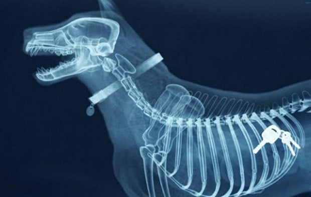 Dog Swallowed Keys - X-ray
